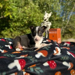 Rain - Tri-color female Border Collie puppy in Alexander, Maine from High Velocity Stockdogs