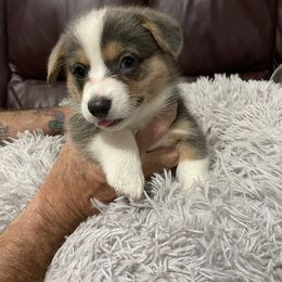 Pembroke Welsh Corgi Puppies from Anita’s little Corgi Haven