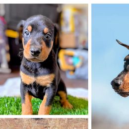 Doberman Pinschers from Becken Dobermans