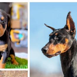 Doberman Pinschers from Becken Dobermans