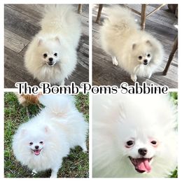 Sebbi - Pomeranian
