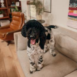 Rumi - Goldendoodle