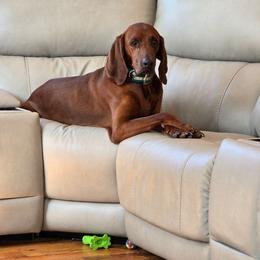 Cedric - Redbone Coonhound
