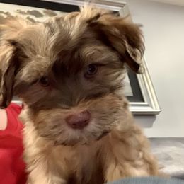 Havanese Puppies from Golden Glen Havanese