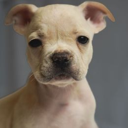 Boy 3 - Cream male French Bulldog puppy in Columbus, Ohio from Northgate Frenchies