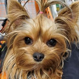 Yorkshire Terriers from Totty's Tiny Paws