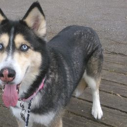 Australian Shepherds and Siberian Huskies from Amber's Aussies and Huskies