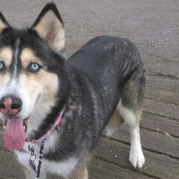 Australian Shepherds and Siberian Huskies from Amber's Aussies and Huskies