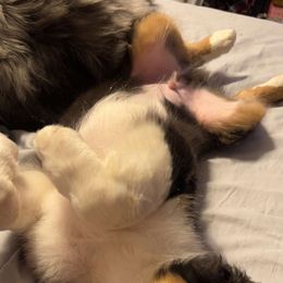 Australian Shepherd Puppies from MND Aussies