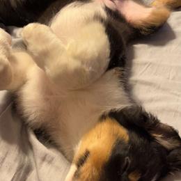 Australian Shepherd Puppies from MND Aussies