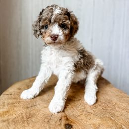 Chase - Red merle male Aussiedoodle puppy in Arlington, Washington from Doodle Love Laugh