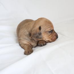 Kira - Wild boar female Dachshund puppy in Fredericksburg, Ohio from William's Dachshunds