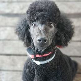 Poodles from Majestic Poodles