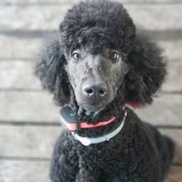 Poodles from Majestic Poodles