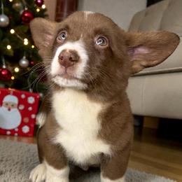Barrel - Liver and white male American Corgi puppy in Grants Pass, Oregon from KnR Antler Dogs