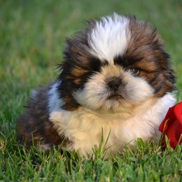 Shih Tzu Puppies from Shih Tzus To Love