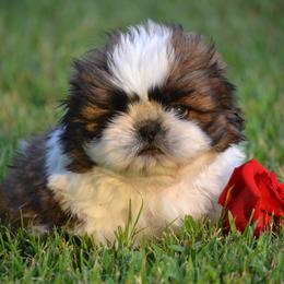 Shih Tzu Puppies from Shih Tzus To Love