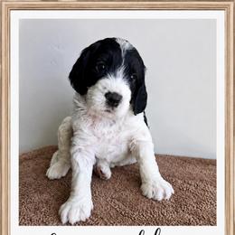Groovin' - Parti male Goldendoodle puppy in Frostproof, Florida from Lover Dover Doodles