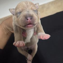 Fawn girl - Fawn female Staffordshire Bull Terrier puppy in Houston, Texas from Khaleesi Kennel