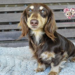 Cinnabon - Dachshund
