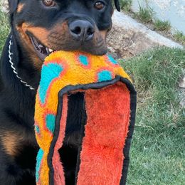 Rottweiler Puppies from Von Der Hing Rottweilers