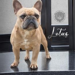 Lotus - French Bulldog