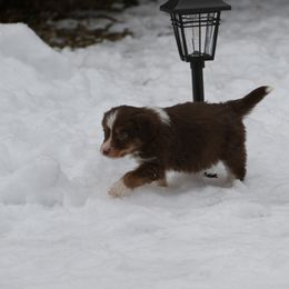 Red Male - Red tri-color male Miniature American Shepherd puppy in Tiskilwa, Illinois from First Harmony Farms