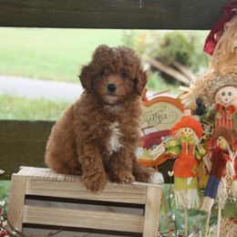 Australian Shepherd, Goldendoodle, and Poodle Puppies from 5AFarms
