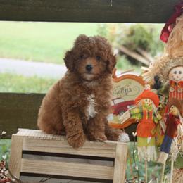 Australian Shepherd, Goldendoodle, and Poodle Puppies from 5AFarms