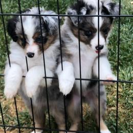 Miniature Australian Shepherd, Shih Tzu, and Toy Australian Shepherd Puppies from River Springs Aussies