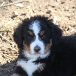 Bernedoodle and Bernese Mountain Dog Puppies from Faith and Family Farm
