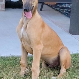 Greyhound Puppies from WINDROCK LLC