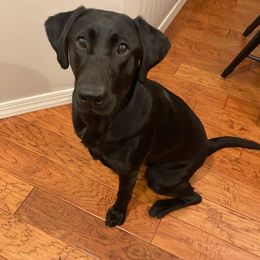 Labrador Retriever All Grown Up from Hallelujah Retrievers
