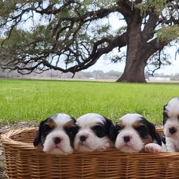 Cavalier King Charles Spaniels and Cavapoos from Tiffany's Cavalier King Charles Spaniels and Cavapoos