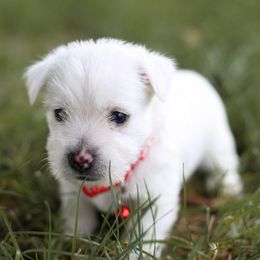 Sven - White male West Highland White Terrier puppy in Mount Joy, Pennsylvania from K&M Kennel