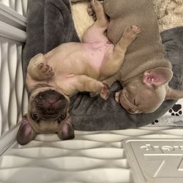 Deener - Fawn female French Bulldog puppy in Florida from Doxie Rugrats