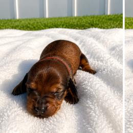 B-1 - Red male Dachshund puppy in Jacksonville, Florida from Rebecca Edwards