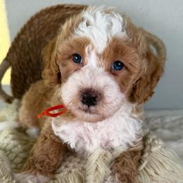 Tigger - Red male Bernedoodle puppy in Concord, California from Golden State Good Dogs