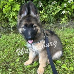 Sable Boy - Sable male German Shepherd puppy in Linden, Tennessee from Warfenburg