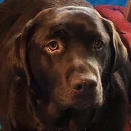 Betty - Labrador Retriever