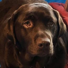 Betty - Labrador Retriever
