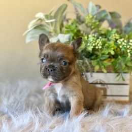 French Bulldog Puppies from Shining K Ranch