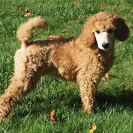 Poodle Puppies from Celebrity Red Standards