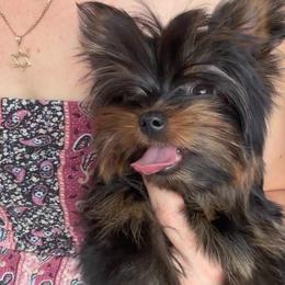 Penny Queen long tail - Black and gold female Yorkshire Terrier puppy in Cape Coral, Florida from Katherine’s Yorkies and Poodles