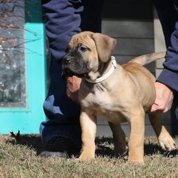 White Collar - Fawn female Perro de Presa Canario puppy in Pocahontas, Illinois from Cabeza Grande Kennel