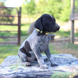 Yellow - Black roan female German Shorthaired Pointer puppy in Fountain Run, Kentucky from Whiskey River Farm