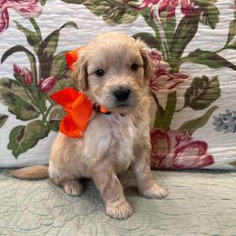 Oliver - Cream male Goldendoodle puppy in The Woodlands, Texas from Gracie's Goldendoodles and Bernedoodles