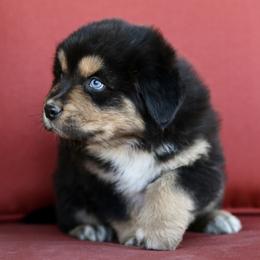 Australian Shepherd, Miniature American Shepherd, and Miniature Australian Shepherd Puppies from Painted Blue Aussies