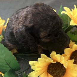 Franklin - Phantom male Goldendoodle puppy in Waynesboro, Virginia from Forest Creek Kennel