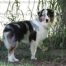 Ryder - Australian Shepherd